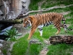 Representative Image: Big cat mauls man to death in Raisen forest division.