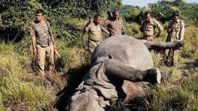 Forest guards at Kaziranga National Park in Assam have been empowered to use firearms against poachers (File Photo)