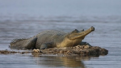 Gharial (Gavialis gangeticus): The Gharial is a critically endangered crocodilian species found in the rivers of northern India. Its population is estimated to be around 200-250 individuals. (File Photo) Gharial (Gavialis gangeticus): The Gharial is a critically endangered crocodilian species found in the rivers of northern India. Its population is estimated to be around 200-250 individuals. (File Photo)