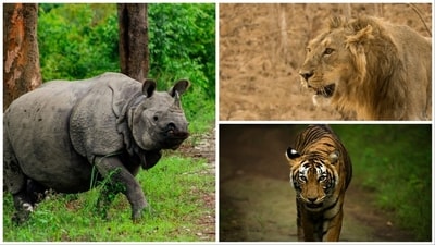 National Endangered Species Day is observed annually on the third Friday of May. This day serves as a reminder of the urgent need to protect and conserve the world's most vulnerable species. This year, it is being observed on May 18. India, with its rich biodiversity, is home to numerous endangered species that face various threats to their survival. On this occasion, let us shed light on ten endangered species found in India that require our immediate attention and conservation efforts: (Unsplash) National Endangered Species Day is observed annually on the third Friday of May. This day serves as a reminder of the urgent need to protect and conserve the world's most vulnerable species. This year, it is being observed on May 18. India, with its rich biodiversity, is home to numerous endangered species that face various threats to their survival. On this occasion, let us shed light on ten endangered species found in India that require our immediate attention and conservation efforts: (Unsplash)