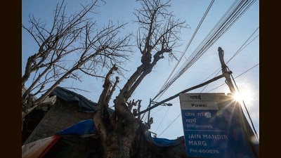Mumbai, India - May 17, 2024: Several trees in Powai area were either trimmed, chopped or chemicals was poured by making holes in them. The Powai police has registered three First Information Report after BMC S ward gave a complaint. Prima facie 4 coconut trees have been chopped. (Photo by Satish Bate/ Hindustan Times) (Hindustan Times) Mumbai, India - May 17, 2024: Several trees in Powai area were either trimmed, chopped or chemicals was poured by making holes in them. The Powai police has registered three First Information Report after BMC S ward gave a complaint. Prima facie 4 coconut trees have been chopped. (Photo by Satish Bate/ Hindustan Times) (Hindustan Times)