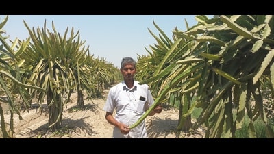 Progressive farmers of Barabanki feel their successful initiatives should be supported and replicated. (Sourced) Progressive farmers of Barabanki feel their successful initiatives should be supported and replicated. (Sourced)