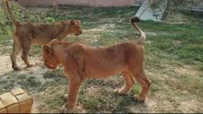 The Safari has often faced accusation of being negligent in care and supervision. (Pic for representation)