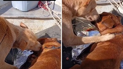 The image, taken from a viral video, shows a dog rescued from flood waters comforting another pooch in the same situation. (Instagram/@goodnews_movement) The image, taken from a viral video, shows a dog rescued from flood waters comforting another pooch in the same situation. (Instagram/@goodnews_movement)