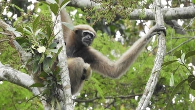 Hoolock Gibbon (Hoolock hoolock): The only ape species found in India, the Hoolock gibbon is endangered due to habitat loss and fragmentation. It is found in the northeastern states of Assam, Nagaland, and Manipur. (Pragyan Sharma/WCS India) Hoolock Gibbon (Hoolock hoolock): The only ape species found in India, the Hoolock gibbon is endangered due to habitat loss and fragmentation. It is found in the northeastern states of Assam, Nagaland, and Manipur. (Pragyan Sharma/WCS India)
