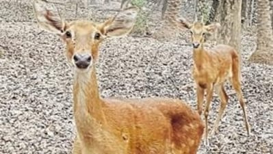 Manipur Brow-antlered Deer (Rucervus eldii eldii): Also known as the Sangai, this deer is endemic to the floating Keibul Lamjao National Park in Manipur. Its population is estimated to be around 260 individuals. (Chhatbir Zoo (File Photo)) Manipur Brow-antlered Deer (Rucervus eldii eldii): Also known as the Sangai, this deer is endemic to the floating Keibul Lamjao National Park in Manipur. Its population is estimated to be around 260 individuals. (Chhatbir Zoo (File Photo))