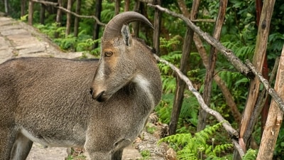 Nilgiri Tahr (Nilgiritragus hylocrius): This mountain goat is endemic to the Nilgiri Hills and the southern portion of the Western Ghats in Tamil Nadu. Its population is estimated to be around 3,000. Nilgiri Tahr (Nilgiritragus hylocrius): This mountain goat is endemic to the Nilgiri Hills and the southern portion of the Western Ghats in Tamil Nadu. Its population is estimated to be around 3,000.