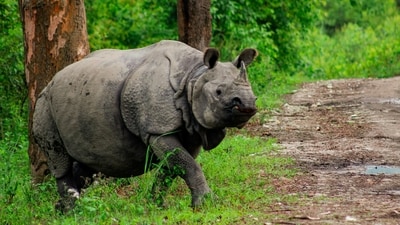 Indian Rhinoceros (Rhinoceros unicornis): Also known as the greater one-horned rhinoceros, this species is found in the Kaziranga National Park and Pobitora Wildlife Sanctuary in Assam. Its population is estimated to be around 3,500. (Unsplash) Indian Rhinoceros (Rhinoceros unicornis): Also known as the greater one-horned rhinoceros, this species is found in the Kaziranga National Park and Pobitora Wildlife Sanctuary in Assam. Its population is estimated to be around 3,500. (Unsplash)