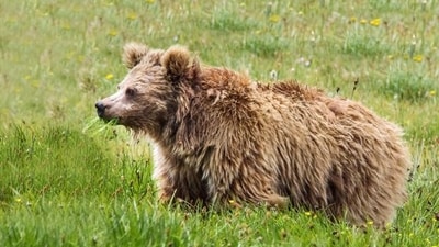 Himalayan Brown Bear (Ursus arctos isabellinus): Also known as the Himalayan red bear, this subspecies of the brown bear is found in the high-altitude regions of Jammu and Kashmir, Himachal Pradesh, and Uttarakhand. Its population is estimated to be around 150-200 individuals. (AFP) Himalayan Brown Bear (Ursus arctos isabellinus): Also known as the Himalayan red bear, this subspecies of the brown bear is found in the high-altitude regions of Jammu and Kashmir, Himachal Pradesh, and Uttarakhand. Its population is estimated to be around 150-200 individuals. (AFP)
