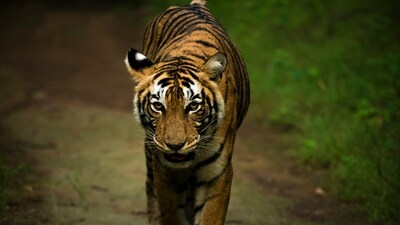 Bengal Tiger (Panthera tigris): The national animal of India, the Bengal tiger is an iconic species that faces threats such as poaching and habitat loss. India is home to the largest population of tigers in the world. (Unsplash) Bengal Tiger (Panthera tigris): The national animal of India, the Bengal tiger is an iconic species that faces threats such as poaching and habitat loss. India is home to the largest population of tigers in the world. (Unsplash)