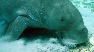 Dugong (Dugong dugon): Also known as the sea cow, the Dugong is a marine mammal found in the Gulf of Mannar and Palk Strait between India and Sri Lanka. Its population is estimated to be around 200-250 individuals. (Unsplash) Dugong (Dugong dugon): Also known as the sea cow, the Dugong is a marine mammal found in the Gulf of Mannar and Palk Strait between India and Sri Lanka. Its population is estimated to be around 200-250 individuals. (Unsplash)