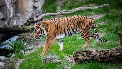 Representative Image: Big cat mauls man to death in Raisen forest division. (Unsplash) Representative Image: Big cat mauls man to death in Raisen forest division. (Unsplash)