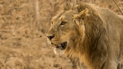 Asiatic Lion (Panthera leo persica): Found only in the Gir Forest of Gujarat, the Asiatic lion is one of the most endangered big cats in the world, with a population of around 600 individuals. (Unsplash) Asiatic Lion (Panthera leo persica): Found only in the Gir Forest of Gujarat, the Asiatic lion is one of the most endangered big cats in the world, with a population of around 600 individuals. (Unsplash)