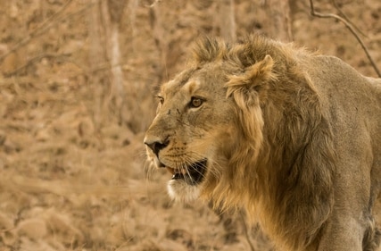 The 16th Asiatic lion population estimates (May 2025) reveal there are 891 lions in India, a 32% rise from 674 in 2020. (Unsplash) The 16th Asiatic lion population estimates (May 2025) reveal there are 891 lions in India, a 32% rise from 674 in 2020. (Unsplash)