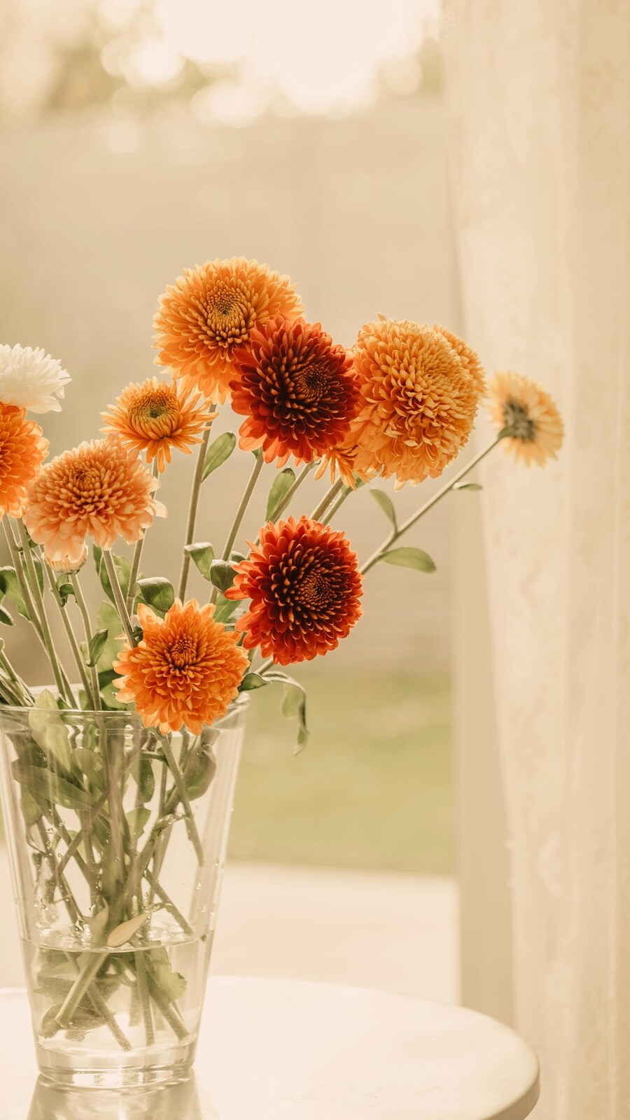 dahlia