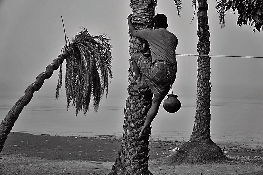 Earlier, a date-palm tree would produce an average of eight litres of sap in a single overnight tapping session. This has reduced to an average of five litres. Now it takes roughly eight litres of sap to produce a litre of nolen gur. (Satwik Paul) Earlier, a date-palm tree would produce an average of eight litres of sap in a single overnight tapping session. This has reduced to an average of five litres. Now it takes roughly eight litres of sap to produce a litre of nolen gur. (Satwik Paul)