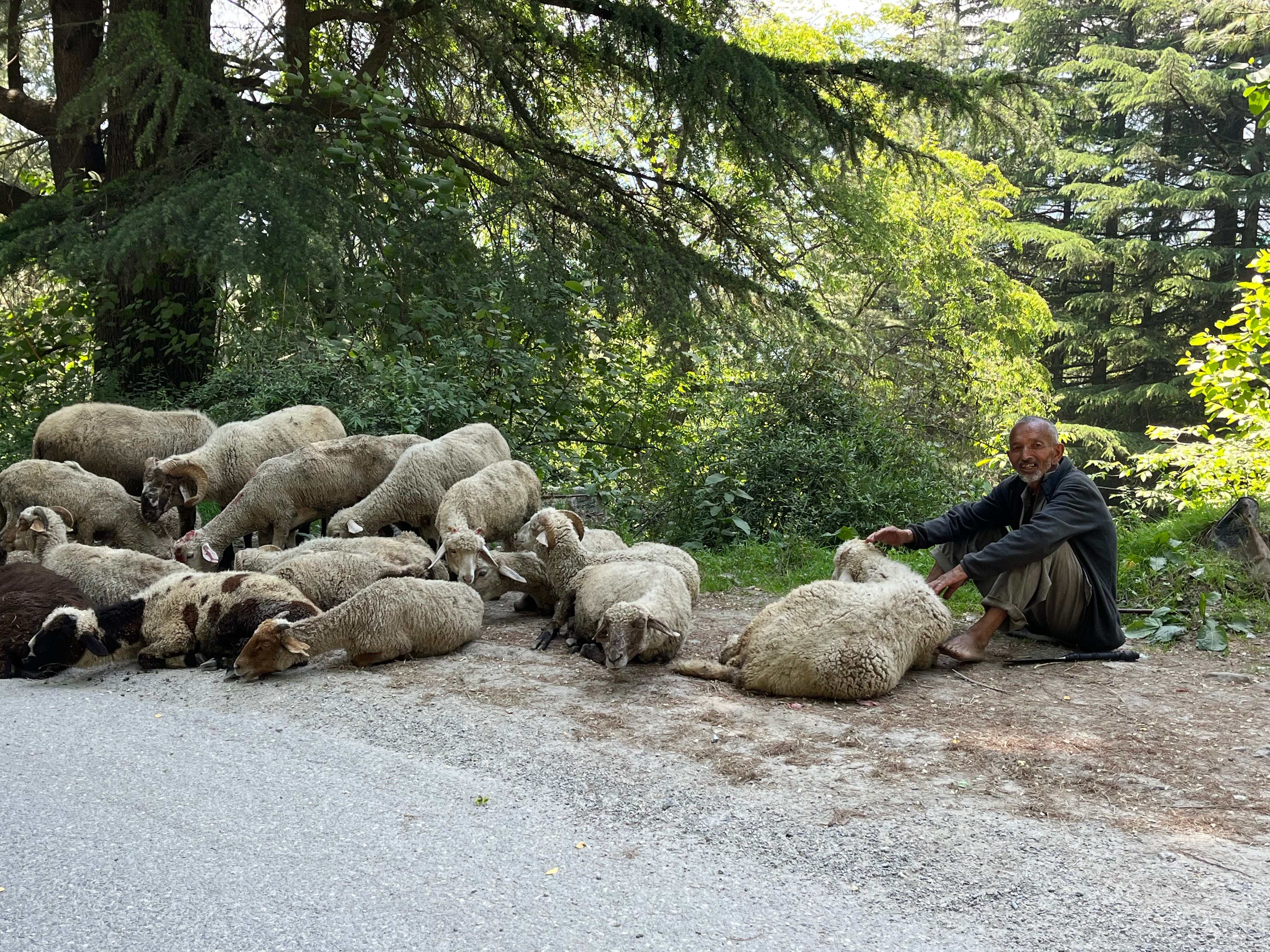 Shepherds are losing as much as 40% of their flock to predators and disease, up from about 15% in a normal year. Some are giving up on sheep-rearing as a result. (Brighu Acharya) Shepherds are losing as much as 40% of their flock to predators and disease, up from about 15% in a normal year. Some are giving up on sheep-rearing as a result. (Brighu Acharya)