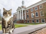 In a post on Instagram, the school announced, “Max the Cat has been an affectionate member of the Castleton family for years."