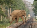 The Tamil Nadu government's initiative to restore all the traditional elephant corridors in the state to facilitate unrestricted movement of wildlife without running into conflict with humans has become a flashpoint with major political parties and prominent farmers' organisations objecting to the plan. (Shutterstock/Representative) The Tamil Nadu government's initiative to restore all the traditional elephant corridors in the state to facilitate unrestricted movement of wildlife without running into conflict with humans has become a flashpoint with major political parties and prominent farmers' organisations objecting to the plan. (Shutterstock/Representative)