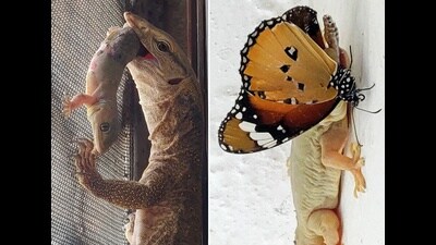 (From left) A monitor lizard hunts a House lizard and a house lizard catches a butterfly. (Shyam Sunder Meena) (From left) A monitor lizard hunts a House lizard and a house lizard catches a butterfly. (Shyam Sunder Meena)