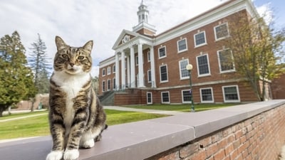In a post on Instagram, the school announced, “Max the Cat has been an affectionate member of the Castleton family for years." (AP) In a post on Instagram, the school announced, “Max the Cat has been an affectionate member of the Castleton family for years." (AP)