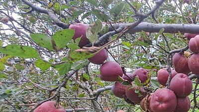 Education minister Rohit Thakur on Saturday claimed that the apple growers have been marginalised due to the “anti-people” policies of the BJP. (HT File)