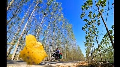Ludhiana, India – March 13, 2023 : The trees have shed the leaves ahead of summer season. A commuter passing from a road between poplar trees in village Khasi Kalan in Ludhiana on Monday, March 13, 2023.(Photo by Gurpreet Singh/Hindustan Times) (HT File)