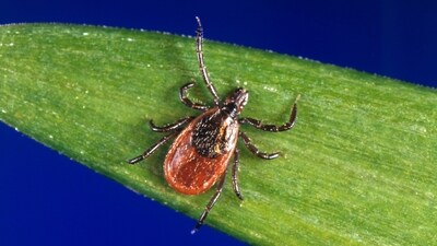 This undated photo provided by the U.S. Centers for Disease Control and Prevention shows a blacklegged tick, also known as a deer tick. Another mild winter and other favorable factors likely means the 2024 tick population will be equal to last year or larger, some researchers say. (AP) This undated photo provided by the U.S. Centers for Disease Control and Prevention shows a blacklegged tick, also known as a deer tick. Another mild winter and other favorable factors likely means the 2024 tick population will be equal to last year or larger, some researchers say. (AP)