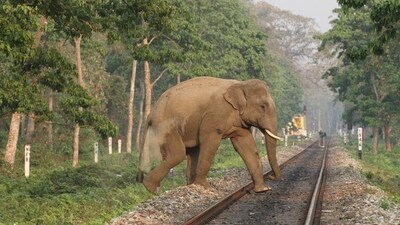 The Tamil Nadu government's initiative to restore all the traditional elephant corridors in the state to facilitate unrestricted movement of wildlife without running into conflict with humans has become a flashpoint with major political parties and prominent farmers' organisations objecting to the plan. (Shutterstock/Representative) The Tamil Nadu government's initiative to restore all the traditional elephant corridors in the state to facilitate unrestricted movement of wildlife without running into conflict with humans has become a flashpoint with major political parties and prominent farmers' organisations objecting to the plan. (Shutterstock/Representative)