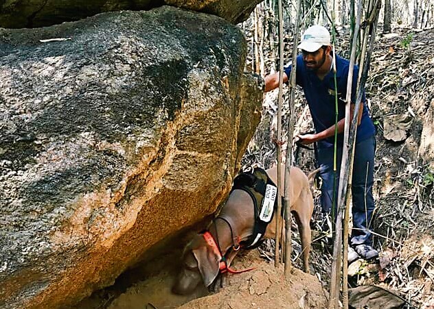 WCT’s Moya sniffs out a pangolin burrow. (Vikrant Wankhade) WCT’s Moya sniffs out a pangolin burrow. (Vikrant Wankhade)