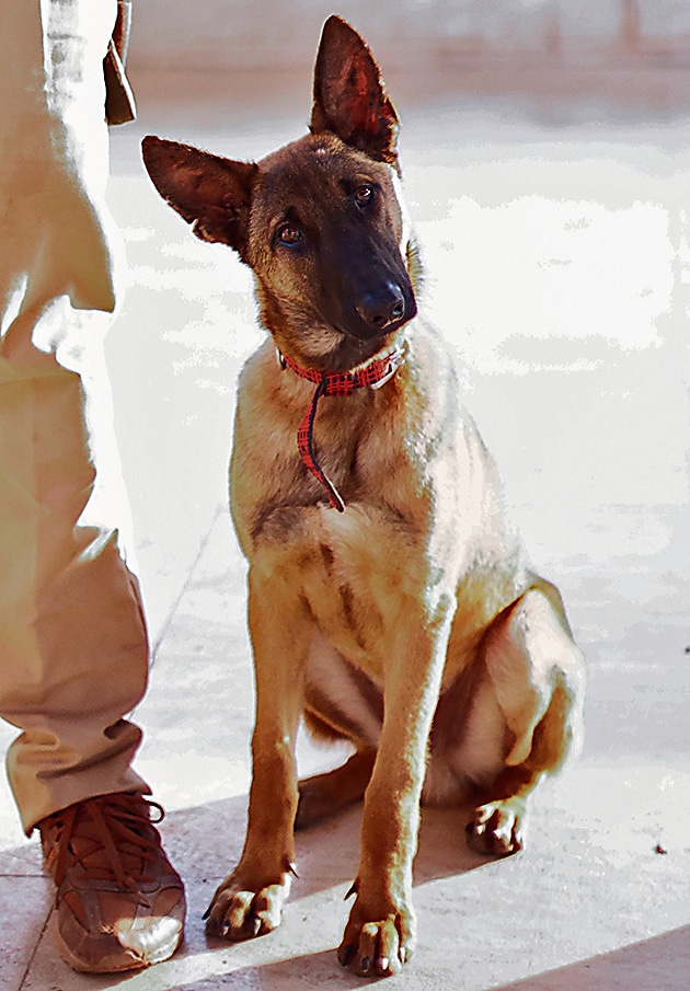 Super-sniffer Tross on alert at the Jim Corbett national park. (Traffic India) Super-sniffer Tross on alert at the Jim Corbett national park. (Traffic India)