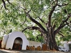 A potential driver of tree losses is climate change, with rapid increases in temperature in central and southern India, and unfavourable trends in rainfall and drought over the past decade, the paper underlined. But, climate change may not be the direct and main reason for the high loss of farmland trees. (HT Photo) A potential driver of tree losses is climate change, with rapid increases in temperature in central and southern India, and unfavourable trends in rainfall and drought over the past decade, the paper underlined. But, climate change may not be the direct and main reason for the high loss of farmland trees. (HT Photo)