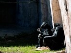 Primates sit in the sun at the Fort Worth Zoo in Fort Worth, Texas, Friday, Feb. 23, 2024. (AP Photo/LM Otero)