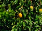 Calcium carbide is rampantly used to ripen fruits like mangoes.