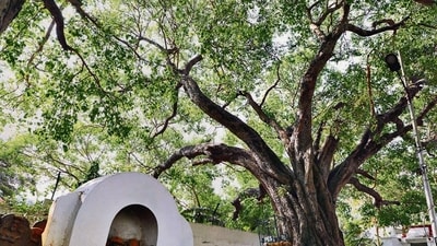 A potential driver of tree losses is climate change, with rapid increases in temperature in central and southern India, and unfavourable trends in rainfall and drought over the past decade, the paper underlined. But, climate change may not be the direct and main reason for the high loss of farmland trees. (HT Photo) A potential driver of tree losses is climate change, with rapid increases in temperature in central and southern India, and unfavourable trends in rainfall and drought over the past decade, the paper underlined. But, climate change may not be the direct and main reason for the high loss of farmland trees. (HT Photo)