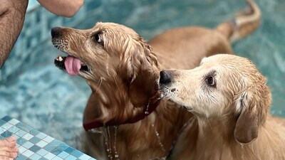 Pool parties for doggos are quite in demand, in NCR, as per the organisers of these gatherings for pets and their parents. Pool parties for doggos are quite in demand, in NCR, as per the organisers of these gatherings for pets and their parents.