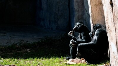 Primates sit in the sun at the Fort Worth Zoo in Fort Worth, Texas, Friday, Feb. 23, 2024. (AP Photo/LM Otero) (AP) Primates sit in the sun at the Fort Worth Zoo in Fort Worth, Texas, Friday, Feb. 23, 2024. (AP Photo/LM Otero) (AP)