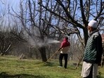 Kashmir farmers spray pesticides on apple trees. (HT File Photo)
