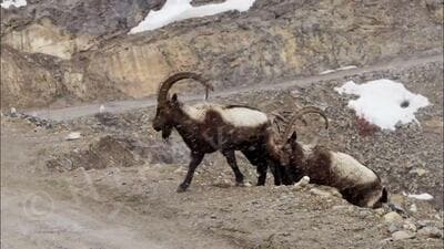 Blue sheep and Himalayan ibex are the main food of snow leopards and for the promotion of snow leopards, it is very important to have both these species in large numbers. (HT Photo) Blue sheep and Himalayan ibex are the main food of snow leopards and for the promotion of snow leopards, it is very important to have both these species in large numbers. (HT Photo)