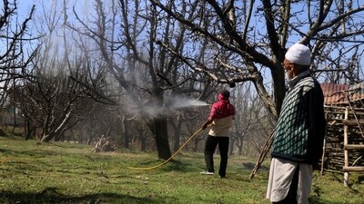 Kashmir farmers spray pesticides on apple trees. (HT File Photo) Kashmir farmers spray pesticides on apple trees. (HT File Photo)
