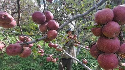 Of the 17 assembly segments comprising the Shimla Lok Sabha seat, six fall under the apple-growing belt. (HT Photo) Of the 17 assembly segments comprising the Shimla Lok Sabha seat, six fall under the apple-growing belt. (HT Photo)