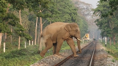 Elephant population estimation exercise in Karnataka to begin on May 23