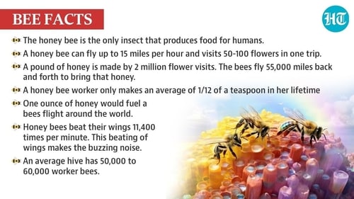 According to the Food and Agriculture Organization (FAO), bees and other pollinators, contribute between $235 billion and $577 billion to the annual global food production through pollination. According to the Food and Agriculture Organization (FAO), bees and other pollinators, contribute between $235 billion and $577 billion to the annual global food production through pollination.