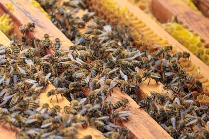 According to the United Nations, globally, bees are under threat. Present species extinction rates are 100 to 1,000 times higher than normal due to human impacts. (Freepik) According to the United Nations, globally, bees are under threat. Present species extinction rates are 100 to 1,000 times higher than normal due to human impacts. (Freepik)
