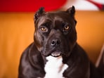The dogs attacked the woman on Monday, May 20. 