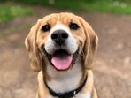 More than 300 bags of Pedigree dog food have been recalled over potentially containing 'loose metal pieces' More than 300 bags of Pedigree dog food have been recalled over potentially containing 'loose metal pieces'