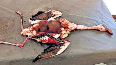 39 flamingos die after being hit by Emirates aircraft over Ghatkopar 39 flamingos die after being hit by Emirates aircraft over Ghatkopar