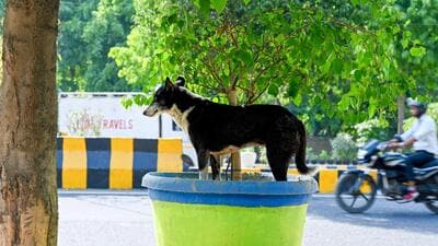 A dog takes shelter in a potted plant on the roadside in Sector 45 to get some relief from the scorching heat on Tuesday, (Sunil Ghosh/HT Photo) A dog takes shelter in a potted plant on the roadside in Sector 45 to get some relief from the scorching heat on Tuesday, (Sunil Ghosh/HT Photo)