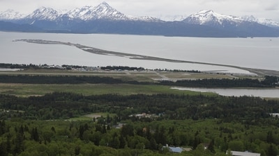 A 70-year-old was attempting to take photos of newborn moose calves when it was killed by their mother in Alaska's Homer. (AP) A 70-year-old was attempting to take photos of newborn moose calves when it was killed by their mother in Alaska's Homer. (AP)