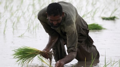 A farmer plants saplings in a rice field on the outskirts of Lahore, Pakistan. (Reuters)